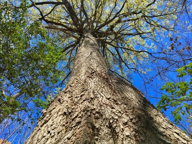 Champion Tree 4689 | Georgia Forestry Commission